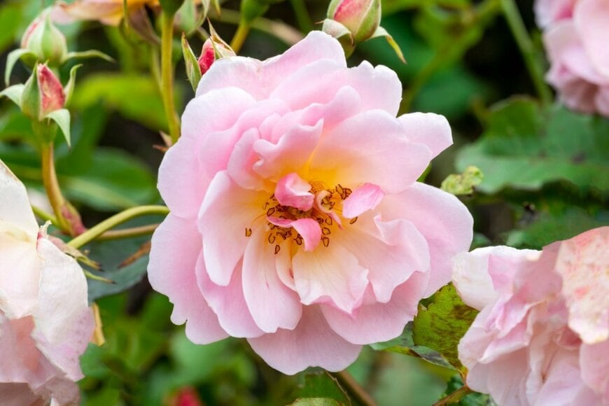 アプリコットピンクの花を咲かせている、フェリシア