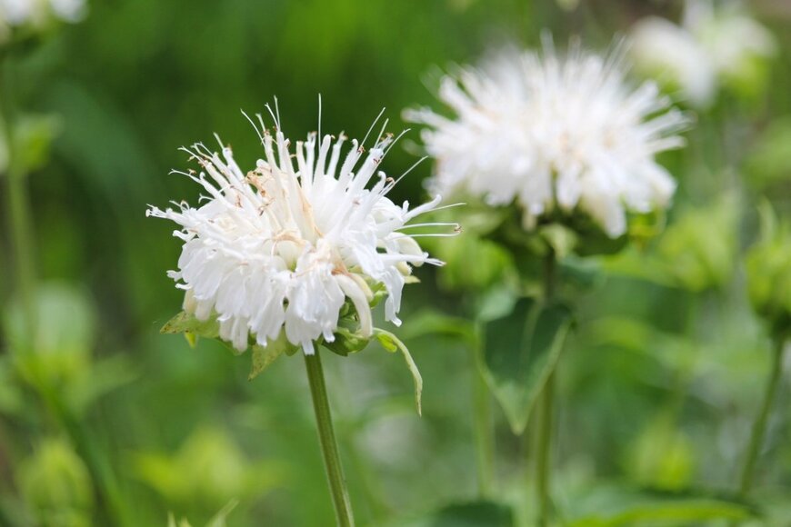 白いモナルダの花