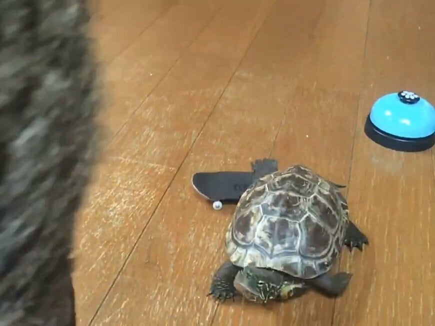 スケボーに乗る軍曹くん