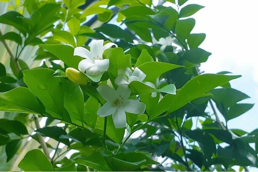 甘く爽やかな香りの小花を咲かせているシルクジャスミン。葉は明るい緑色。
