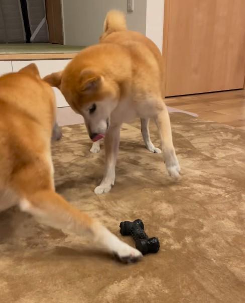 おもちゃで遊ぶ2匹の柴犬