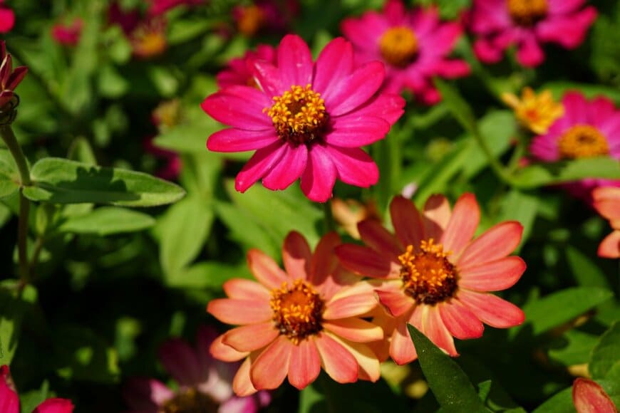 濃いピンク色のジニアの花