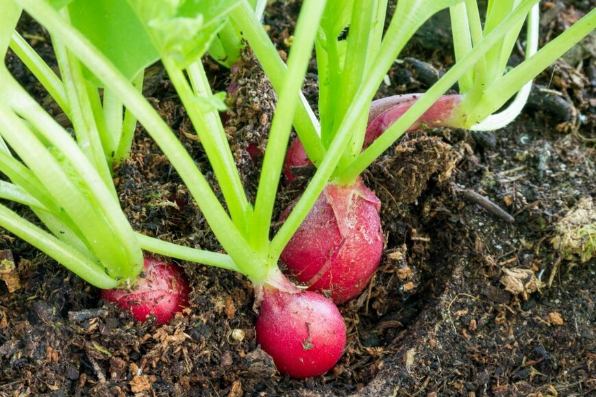 ハツカダイコン