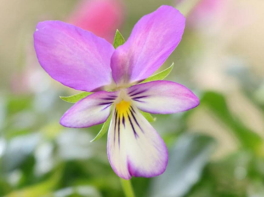 淡い紫色と白の花を咲かせているビオラ。ビオララビット系は上部の花びらが細め