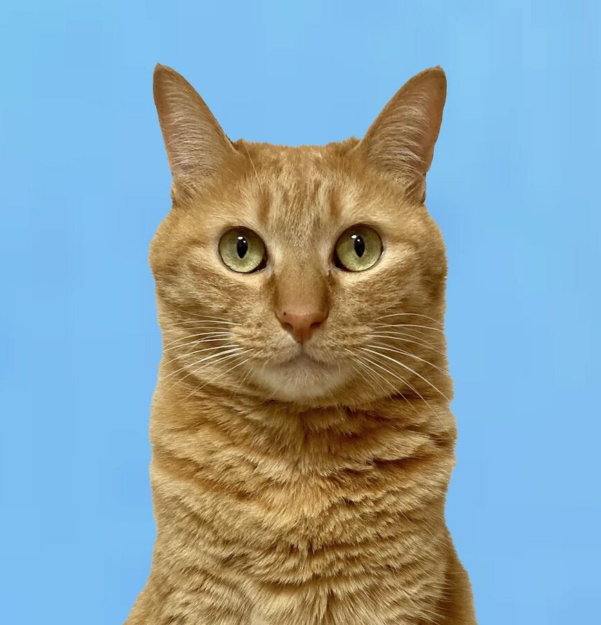 全日本ﾈｺﾁｬﾝ証明写真選手権