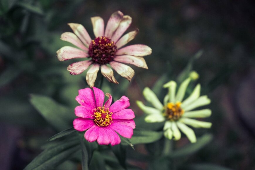 ジニアの花。枯れている