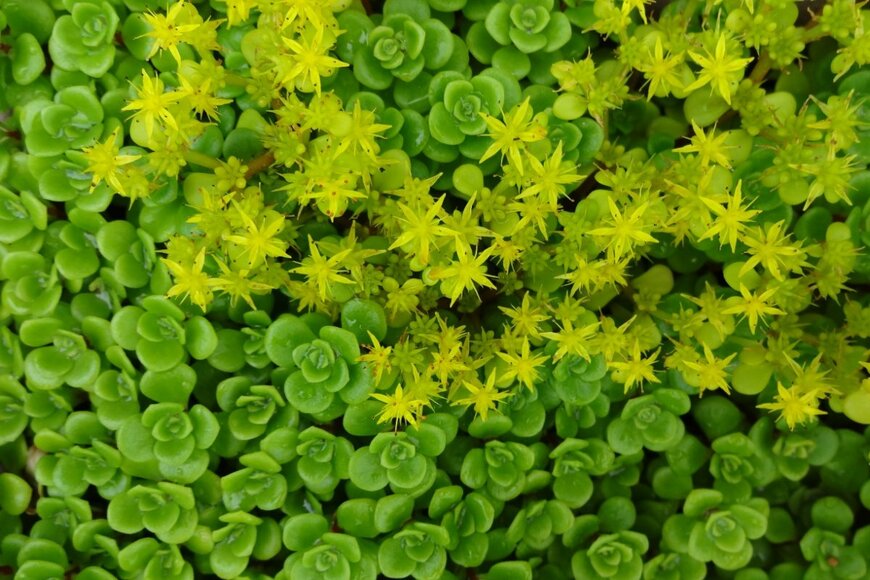 マルハマンネングサの葉と花