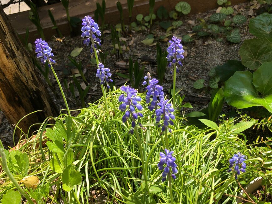青紫色のムスカリの花