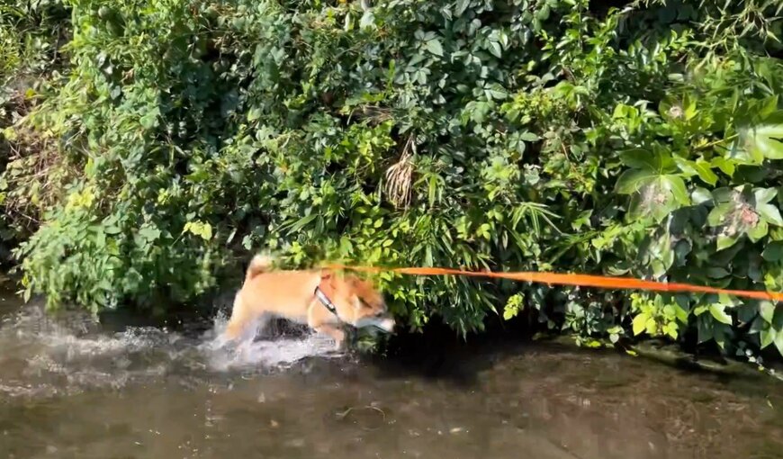 柴犬と水路