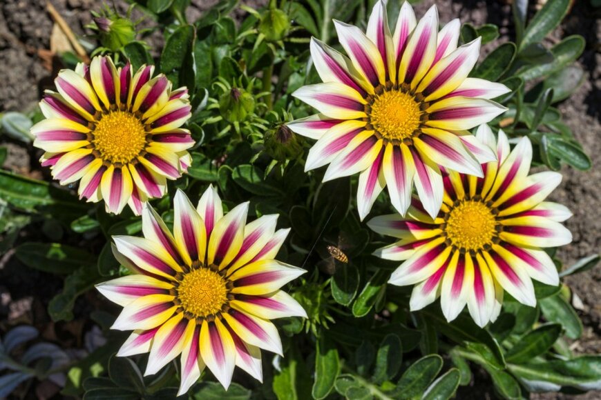 白い花びらの中心に紫色の線が入ったガザニアの花