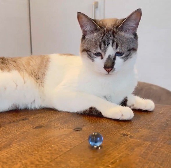 ビー玉と猫