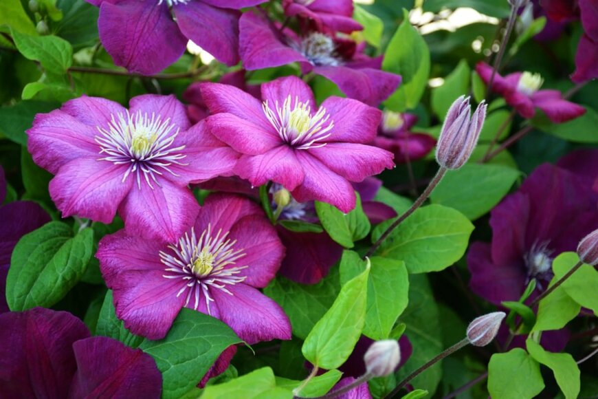 ピンク色のクレマチスの花。四季咲き品種は5～10月頃まで花を咲かせる。