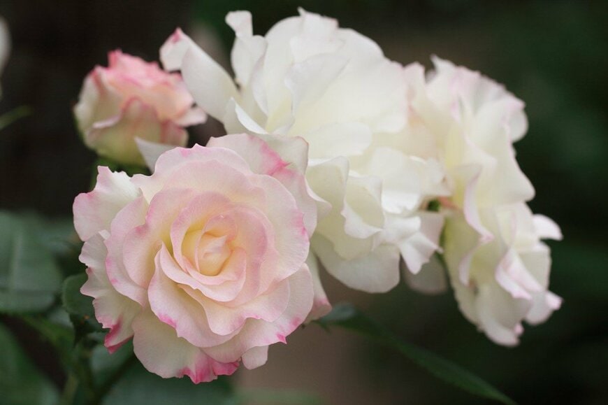 クリーム色でピンクの縁取りの花びらが愛らしい、マチルダの花