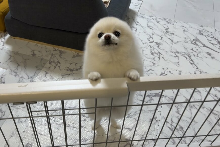 お口を閉じる犬