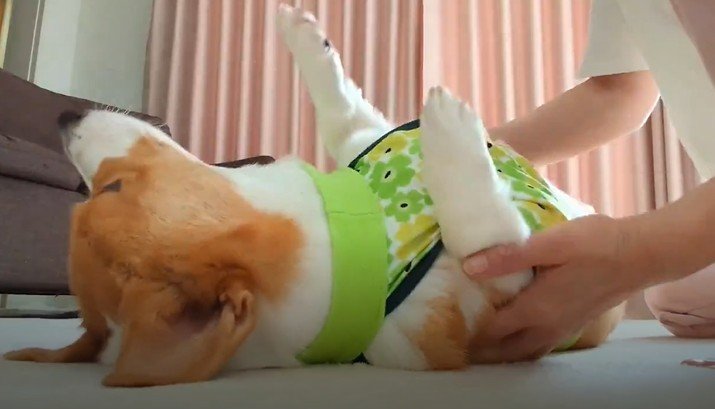 投稿動画のワンシーン