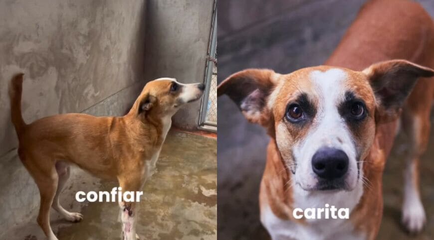 出所：<u><a href="https://www.instagram.com/p/Dba47Owx_-8/" target="_blank">@vozanimalperu</a></u>