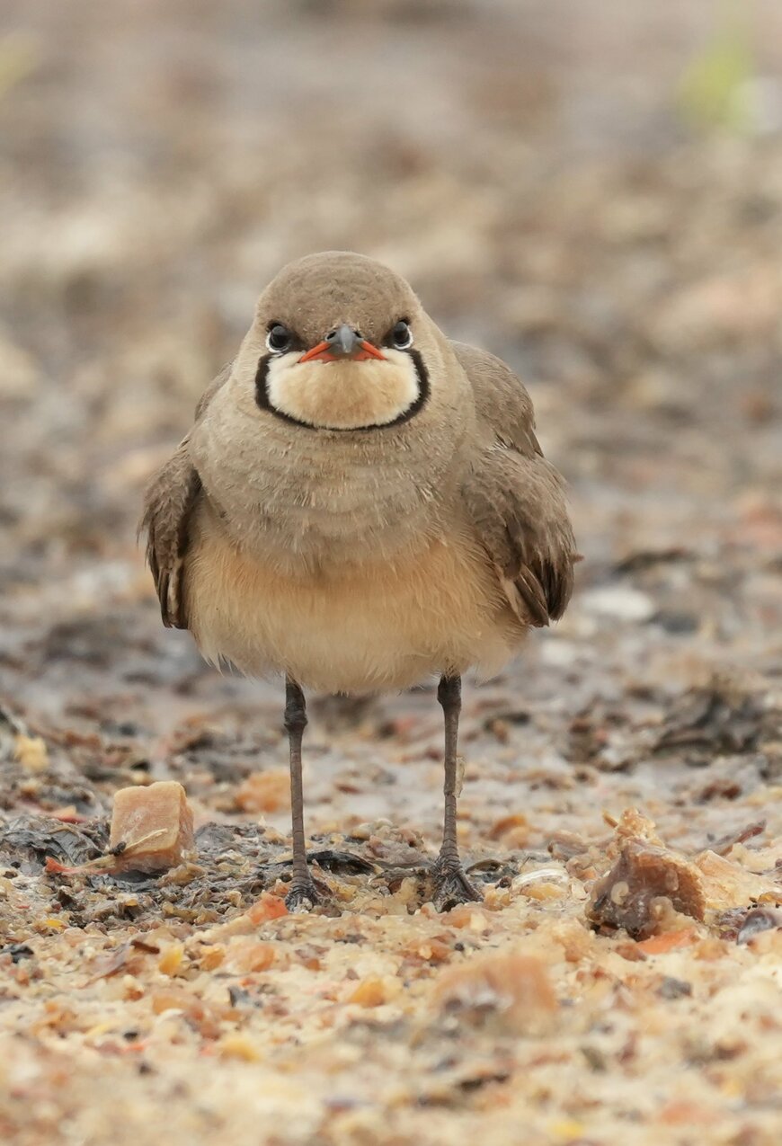 かわいいのに凛々しいツバメチドリの姿