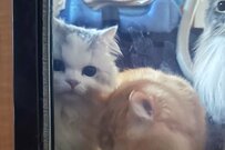 「猫（ねこ）んでないで、早く遊ぶニャ（涙）」切ない面会者に17万バズ