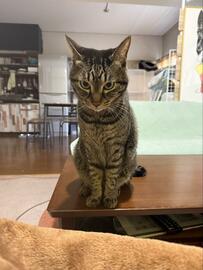 飼い主さんの膝で寝るか悩む猫さん　「寝るに値する場所か…」その後の展開にホッコリ