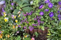 【ガーデニング】立体感のある庭が叶う。寄せ植え花壇の手前に植えたい＜背丈が低めの花＞3選