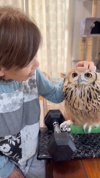 【おばあちゃんとフクロウ】「もうおわり？」おばあちゃんになでなでを要求するフクロウさんが可愛すぎる