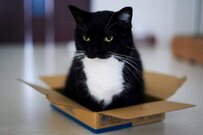 【この箱は…小さすぎる】猫さんがサイズの合わない箱に入ったときに取った行動とは？「ちょっと残念そうな表情が可愛い」