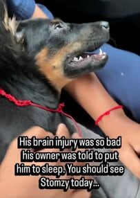 【保護犬】安楽死を勧められた子犬 諦めずに立ち上がった先にあった奇跡