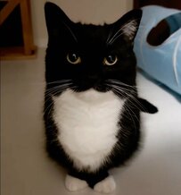 ひょっこり出てくる猫ちゃんのしっぽがSNSで話題！海外ユーザーからも反響続々