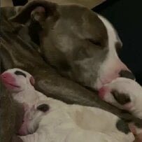 【動物レスキュー】妊娠した母犬を路上から保護　無事に生まれた小さな命たちに反響や感謝の声