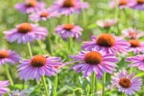 植えっぱなしで「夏の玄関先が映える」暑さに強くおしゃれな《多年草》3選！日陰に強い植物も