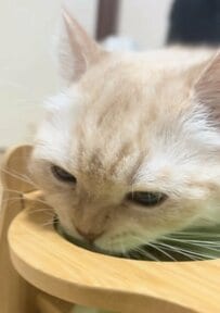 【驚き】夢中でご飯を食べる猫ちゃんがまさかの事態に！？予想外の姿に笑ってしまう