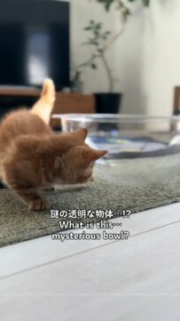 謎の透明な物体に猫ちゃんがとりあえず取った行動は？！「思ってたんと違う」反応がかわいい