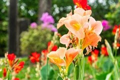 【ガーデニング】野趣あふれる美しさ！オススメの多年草6選、庭や花壇は徐々に夏バージョンへ