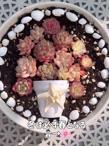投稿の画像