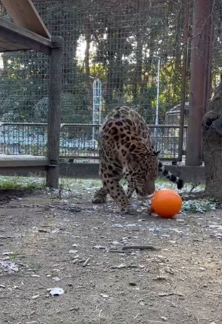 愛媛県立とべ動物園