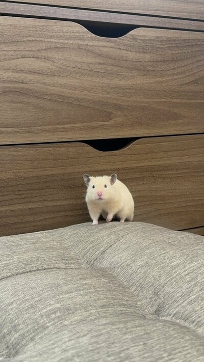 諦めたようです