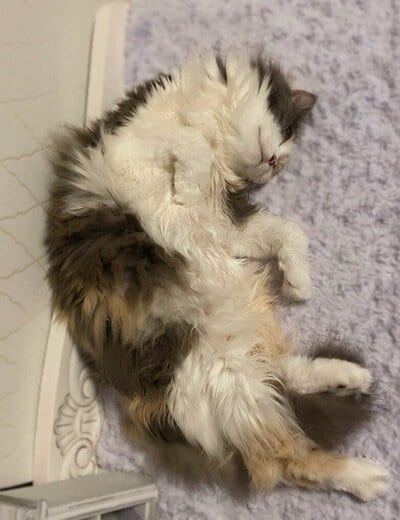 「モフってくださってもよいのですヨ?」