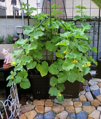 すくすく育っていたメロン