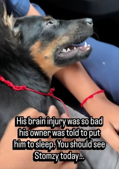 【保護犬】安楽死を勧められた子犬 諦めずに立ち上がった先にあった奇跡