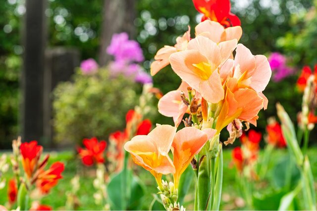 【ガーデニング】野趣あふれる美しさ！オススメの多年草6選、庭や花壇は徐々に夏バージョンへ