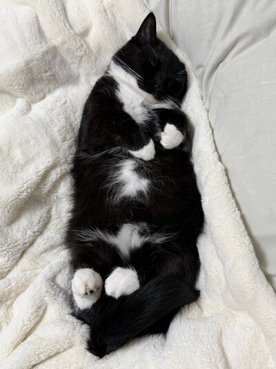 【恐怖の猫ちゃん？！】一枚の写真に震え上がる？！「鶏が最後に見る景色」とのコメントも
