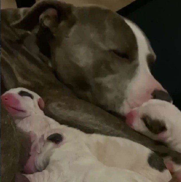 【動物レスキュー】妊娠した母犬を路上から保護　無事に生まれた小さな命たちに反響や感謝の声
