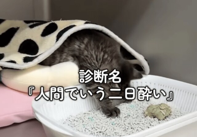 動物病院にやってきた子猫…診断名は「二日酔い」人間のような寝姿に思わず笑ってしまう「のびのび可愛すぎる」「トイレの前でお利口さん」