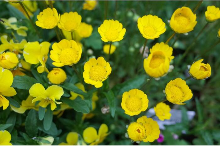 ムルチコーレの花。色は鮮やかな黄色