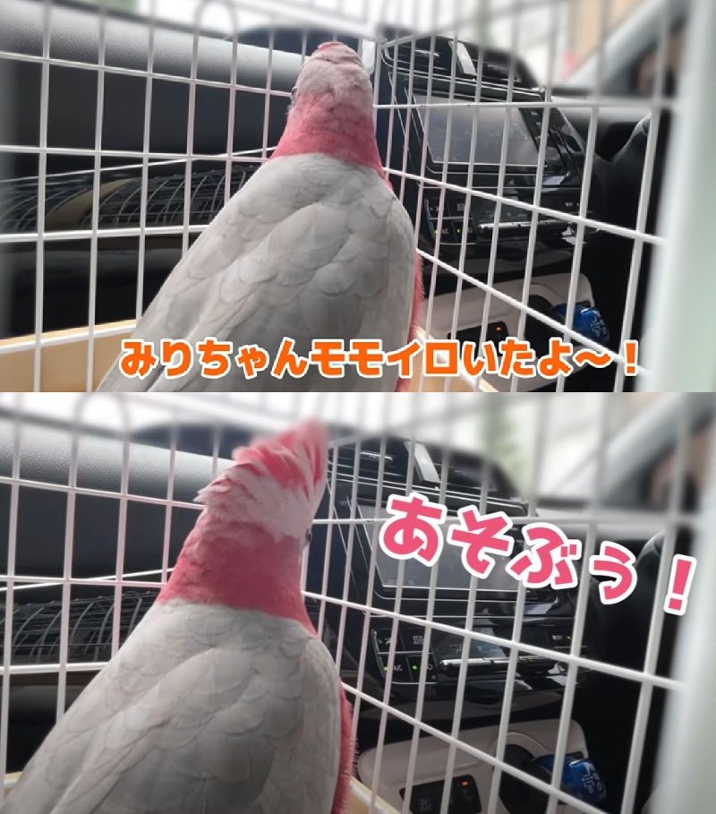 出所：@anz_omomiri