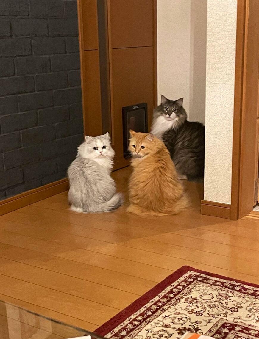 出所：@NEKOLAND13