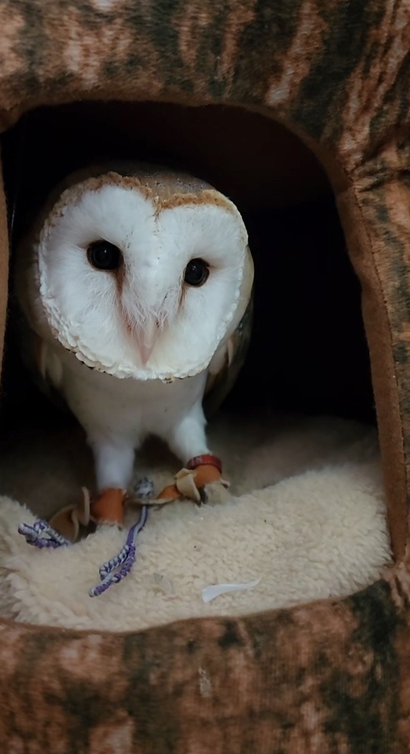 出所：@miki4wan108