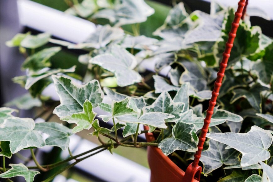 ヘデラ　　FeelPic/istockphoto.com