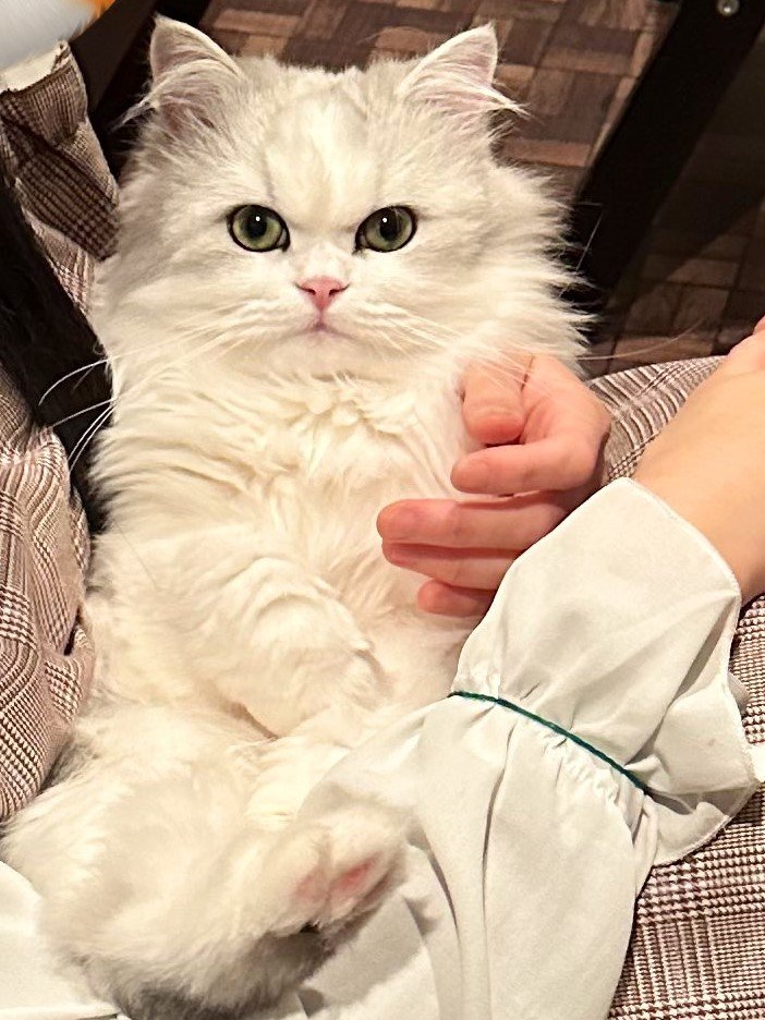 出所：@NEKOLAND13