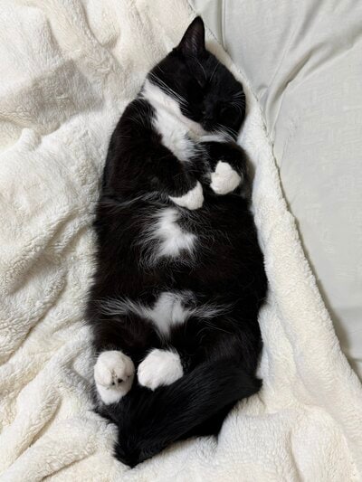 【恐怖の猫ちゃん？！】一枚の写真に震え上がる？！「鶏が最後に見る景色」とのコメントも